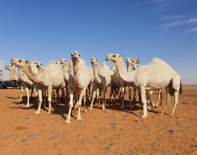 FFDCFE Fédération Française pour le Développement des Camélidés en France et en Europe (chameaux, dromadaires, lamas et alpagas) Salon International du Dromadaire et des Camélidés à Janvry www.fedecamelides.fr