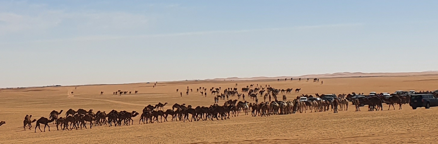 FFDCFE Fédération Française pour le Développement des Camélidés en France et en Europe (chameaux, dromadaires, lamas et alpagas) Salon International du Dromadaire et des Camélidés à Janvry www.fedecamelides.fr