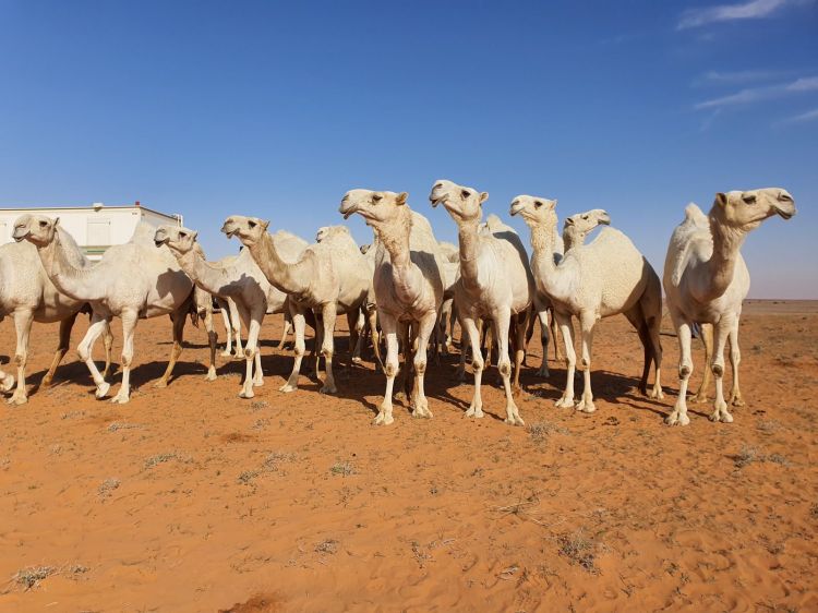 FFDCFE Fédération Française pour le Développement des Camélidés en France et en Europe (chameaux, dromadaires, lamas et alpagas) Salon International du Dromadaire et des Camélidés à Janvry www.fedecamelides.fr