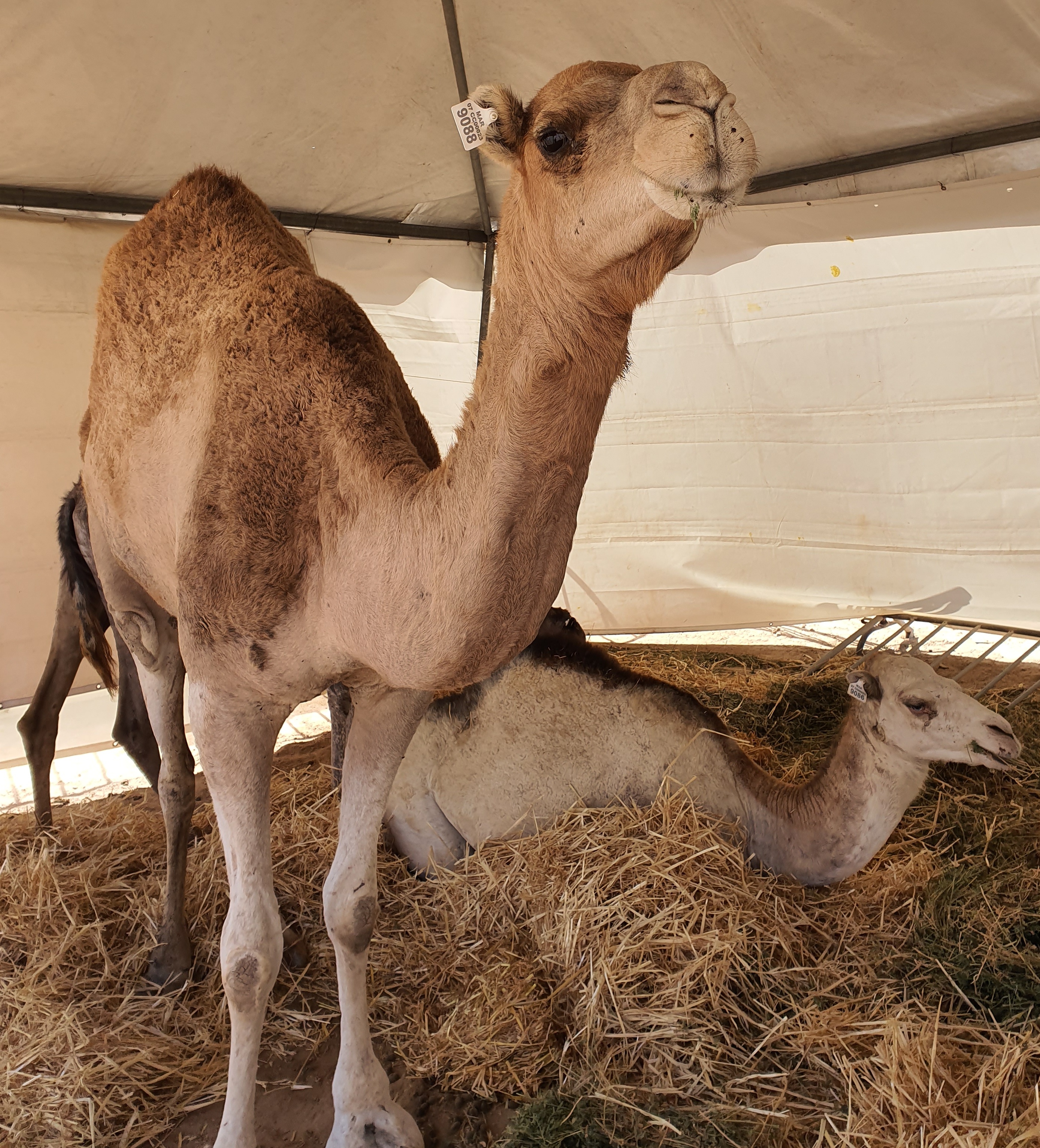 FFDCFE Fédération Française pour le Développement des Camélidés en France et en Europe (chameaux, dromadaires, lamas et alpagas) Salon International du Dromadaire et des Camélidés à Janvry www.fedecamelides.fr
